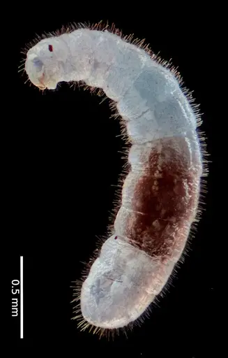 Fulakora elongata - ANTWEB1053725