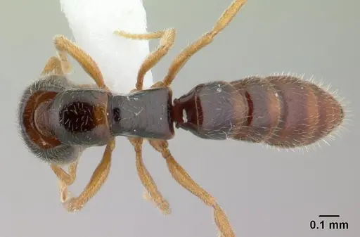 Fulakora elongata - CASENT0100517