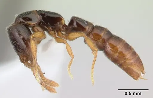 Fulakora elongata - CASENT0100517