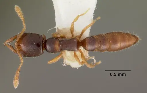 Fulakora elongata - CASENT0102198