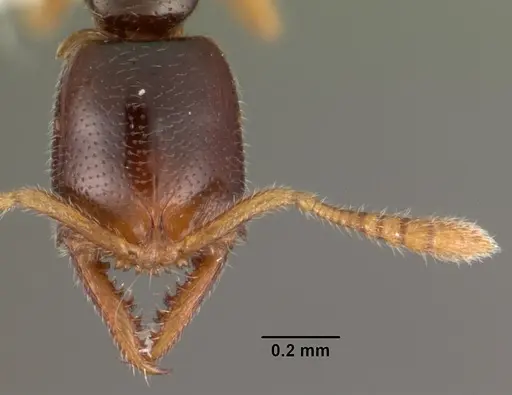 Fulakora elongata - CASENT0102198