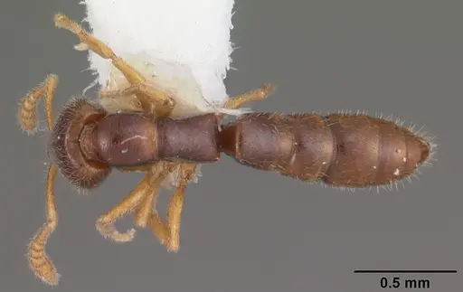Fulakora elongata - CASENT0102471