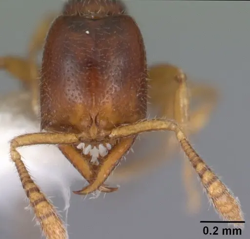 Fulakora elongata - CASENT0102471