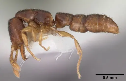 Fulakora elongata - CASENT0102471