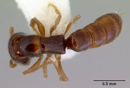 Fulakora elongata - CASENT0172400