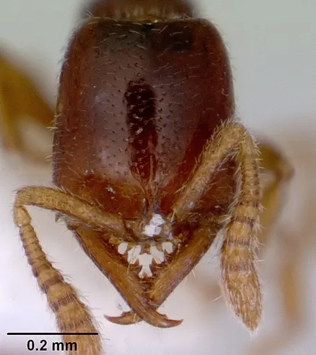 Fulakora elongata - CASENT0172400