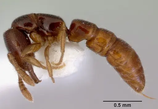 Fulakora elongata - CASENT0172400