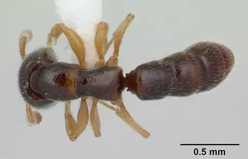 Fulakora elongata - CASENT0178869