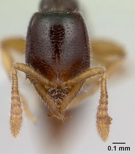 Fulakora elongata - CASENT0178869