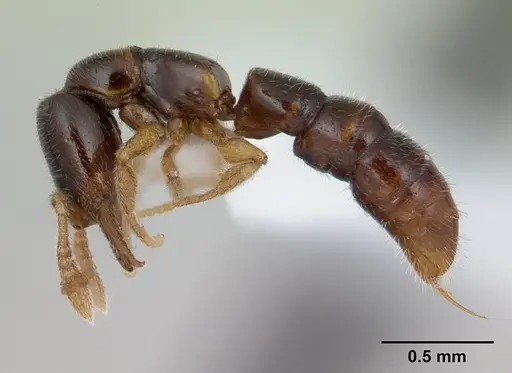 Fulakora elongata - CASENT0178869