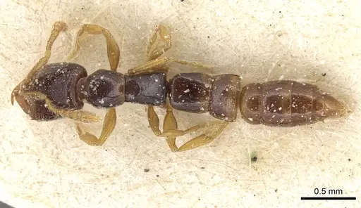 Fulakora elongata - CASENT0915098