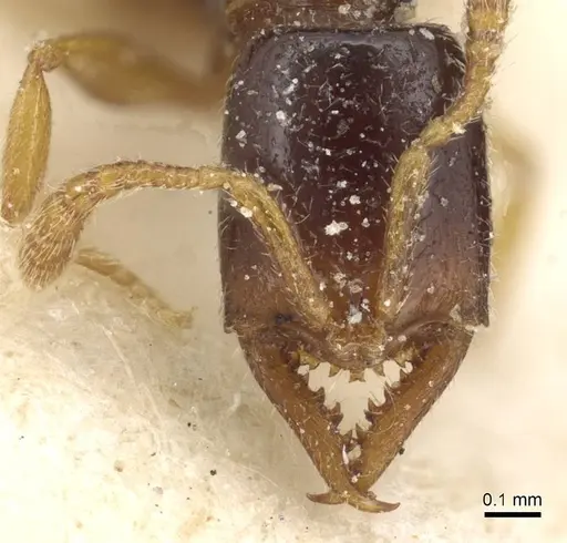 Fulakora elongata - CASENT0915098