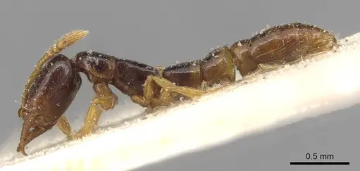 Fulakora elongata - CASENT0915098