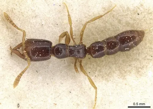 Fulakora elongata - CASENT0915099