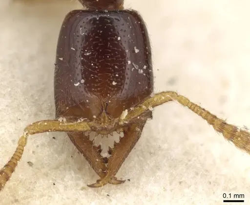 Fulakora elongata - CASENT0915099