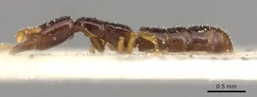 Fulakora elongata - CASENT0915099