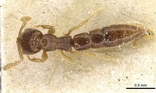 Fulakora elongata - CASENT0915100