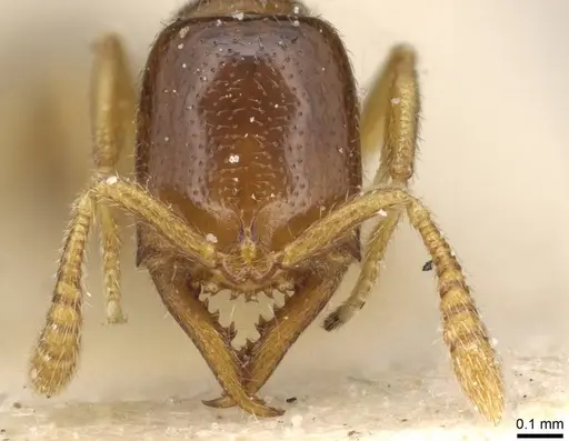 Fulakora elongata - CASENT0915100