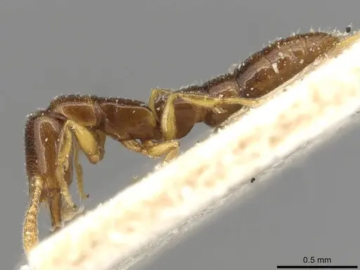 Fulakora elongata - CASENT0915100