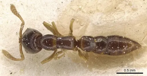 Fulakora elongata - CASENT0915101
