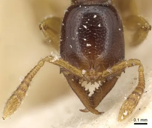 Fulakora elongata - CASENT0915101