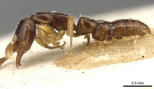 Fulakora elongata - CASENT0915101