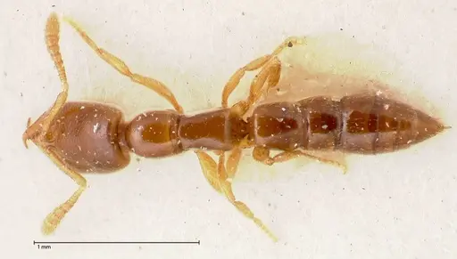 Fulakora elongata - FOCOL0579-1