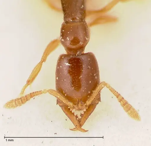 Fulakora elongata - FOCOL0579-1