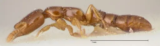 Fulakora elongata - FOCOL0579-1