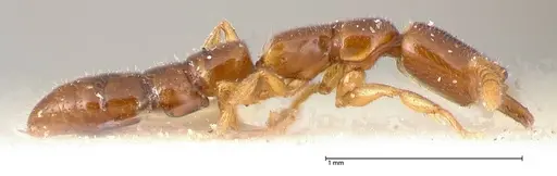 Fulakora elongata - FOCOL0579-1