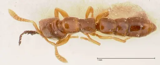 Fulakora elongata - FOCOL0579-2