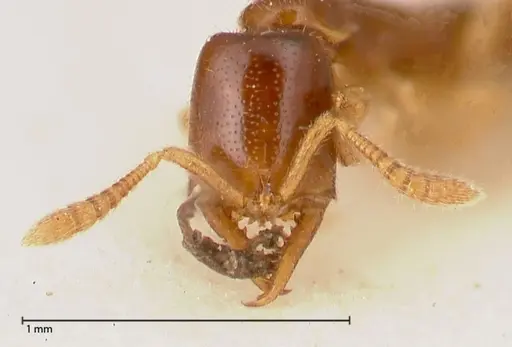 Fulakora elongata - FOCOL0579-2