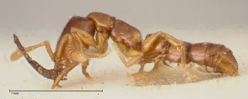 Fulakora elongata - FOCOL0579-2