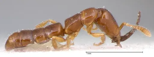 Fulakora elongata - FOCOL0579-2