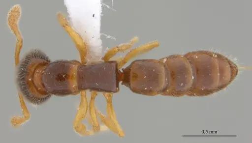 Fulakora elongata - UFV-LABECOL-000027
