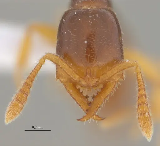 Fulakora elongata - UFV-LABECOL-000027