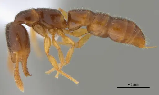 Fulakora elongata - UFV-LABECOL-000027