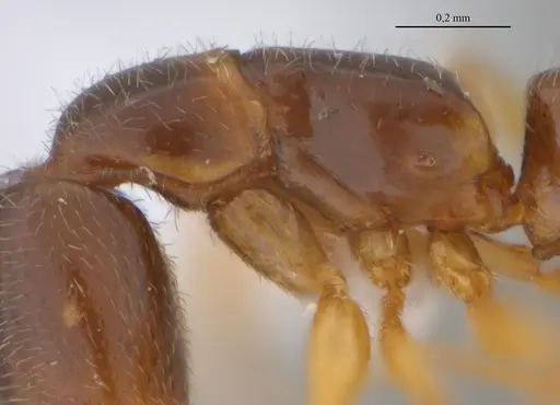 Fulakora elongata - UFV-LABECOL-000027