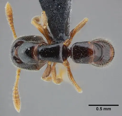 Fulakora elongata - UFV-LABECOL-000049