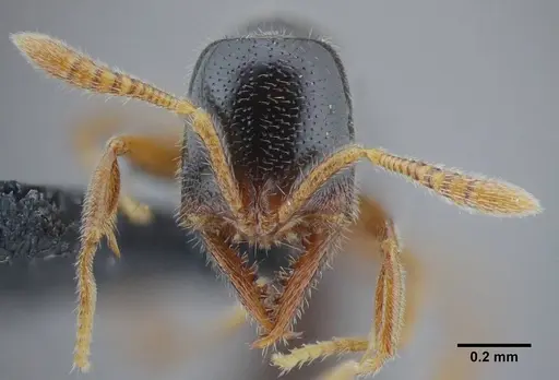 Fulakora elongata - UFV-LABECOL-000049