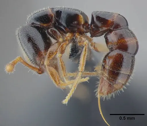 Fulakora elongata - UFV-LABECOL-000049