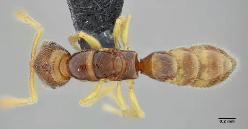 Fulakora elongata - UFV-LABECOL-007449