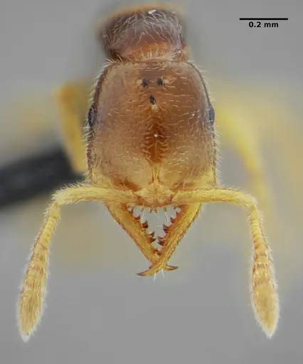Fulakora elongata - UFV-LABECOL-007449