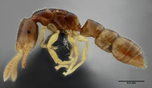 Fulakora elongata - UFV-LABECOL-007449