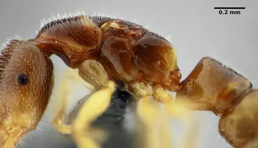 Fulakora elongata - UFV-LABECOL-007449