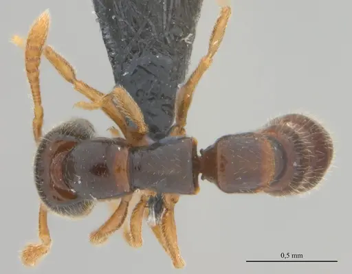 Fulakora elongata - UFV-LABECOL-008530