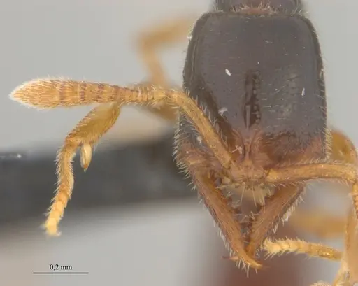 Fulakora elongata - UFV-LABECOL-008530