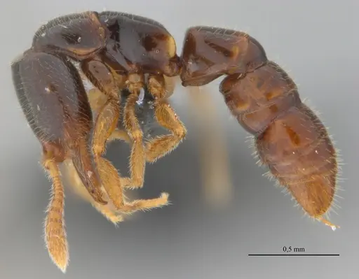 Fulakora elongata - UFV-LABECOL-008530