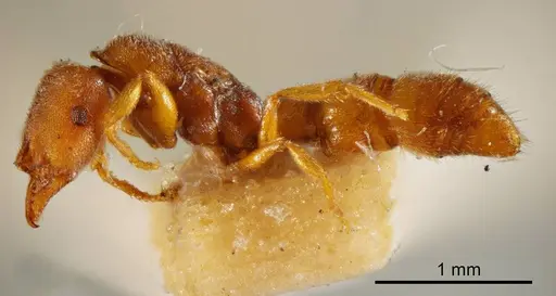 Fulakora exigua specimen