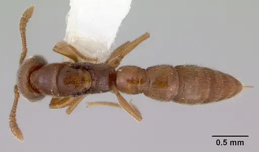 Fulakora exigua - CASENT0172195